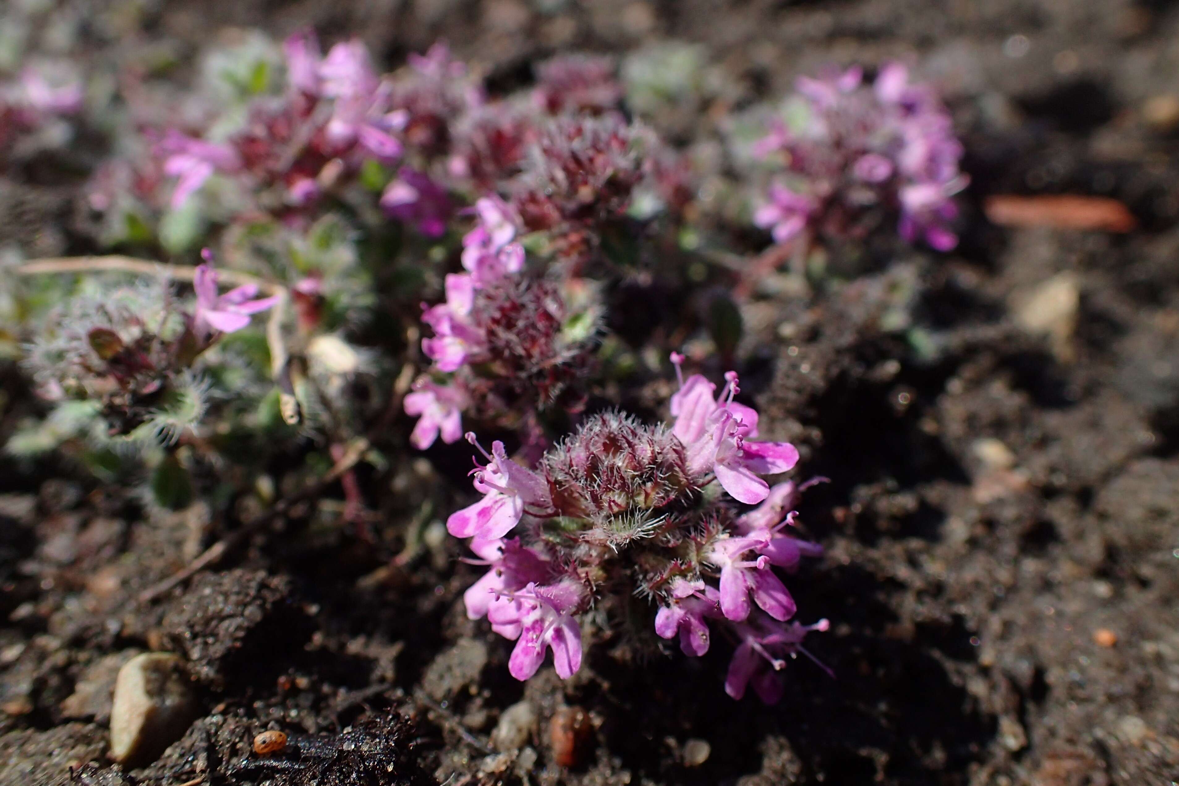 صورة Thymus praecox Opiz