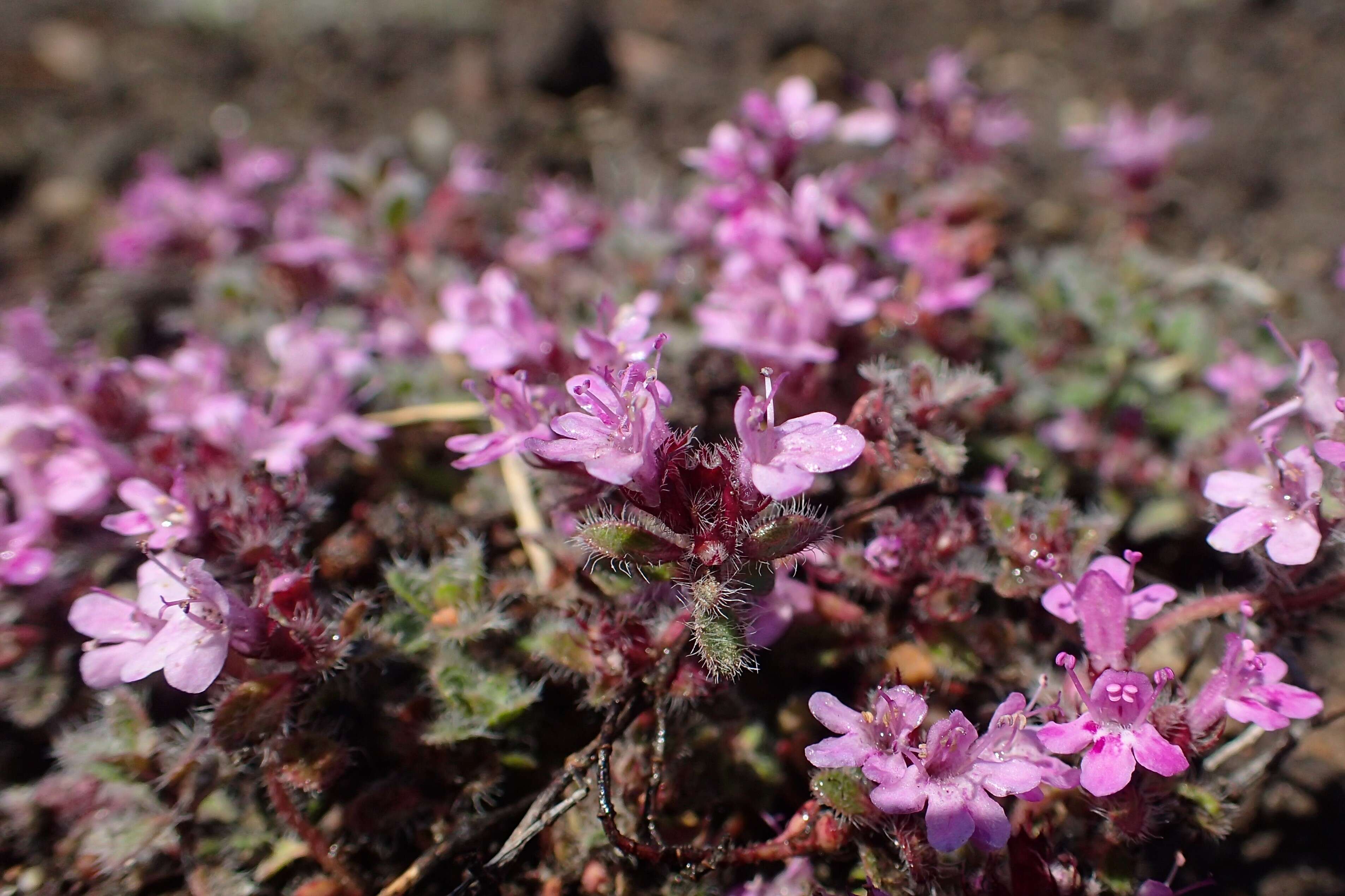 صورة Thymus praecox Opiz