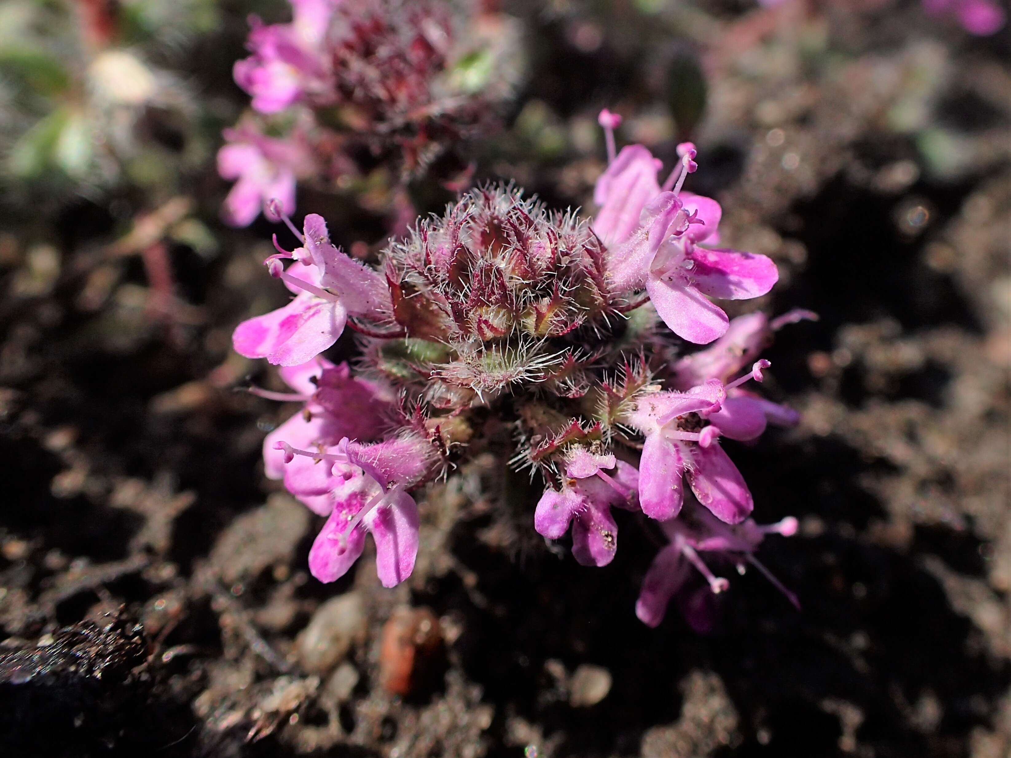 صورة Thymus praecox Opiz