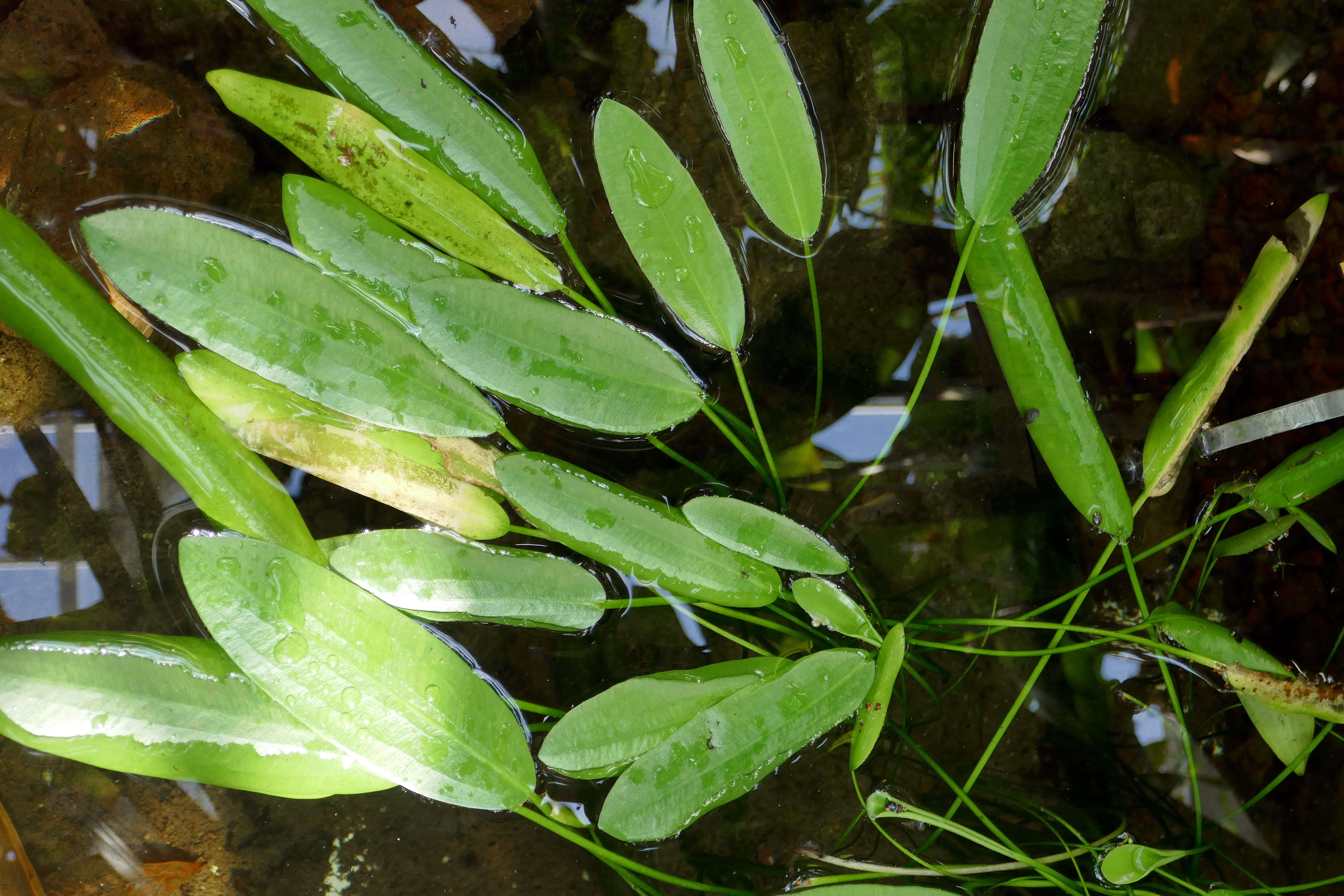 Image of Cape pondweed