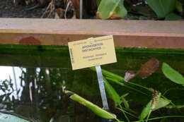 Image of Cape pondweed