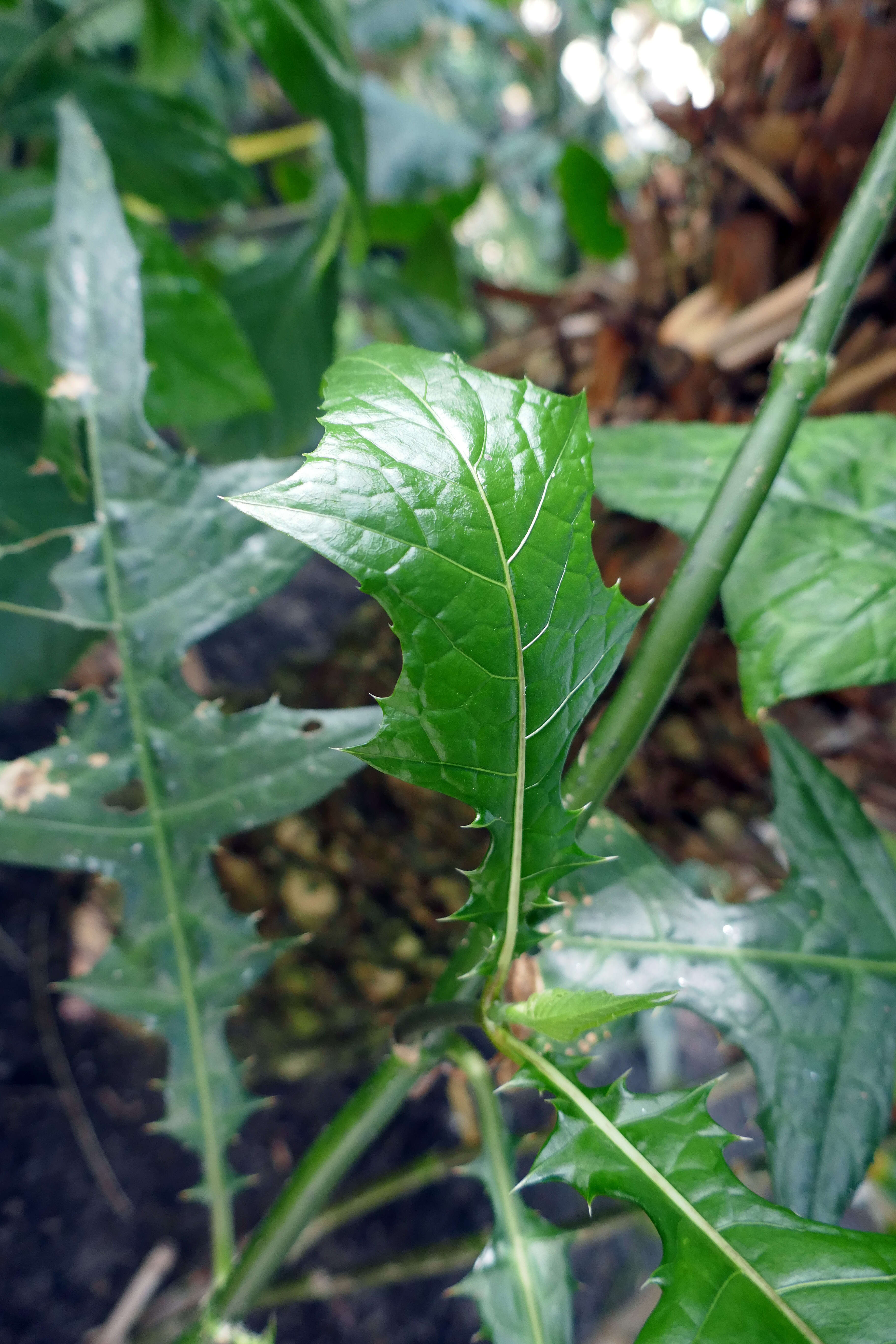 Image of Acanthus montanus (Nees) T. Anders.