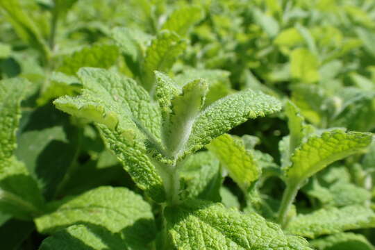 Image of Apple Mint