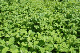 Image of Apple Mint