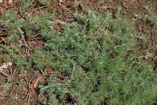 Image of Glacier Wormwood