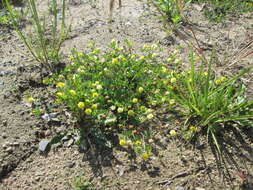 Image of field clover