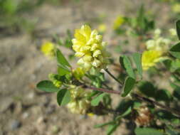 Image of field clover