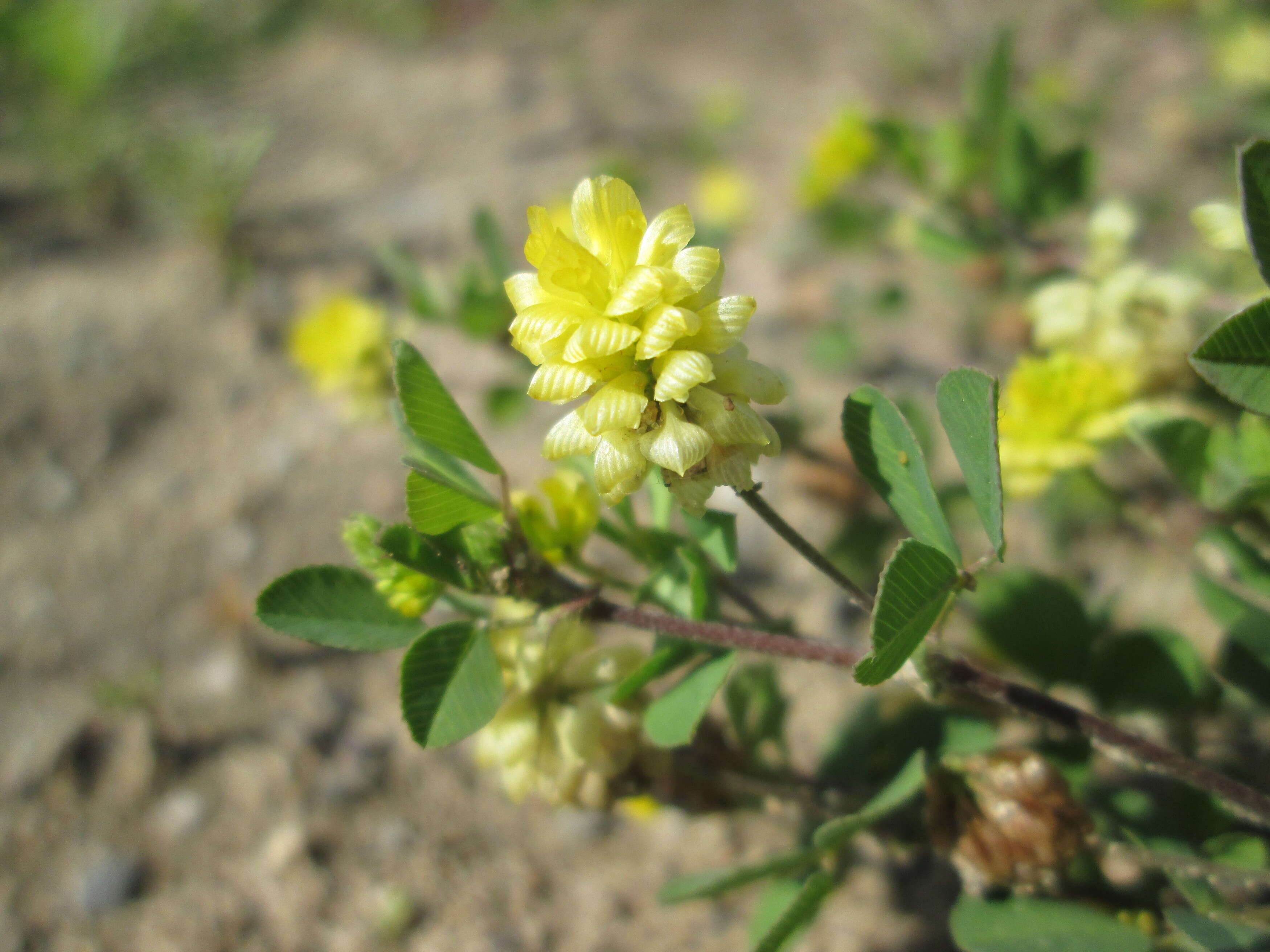 Image of field clover