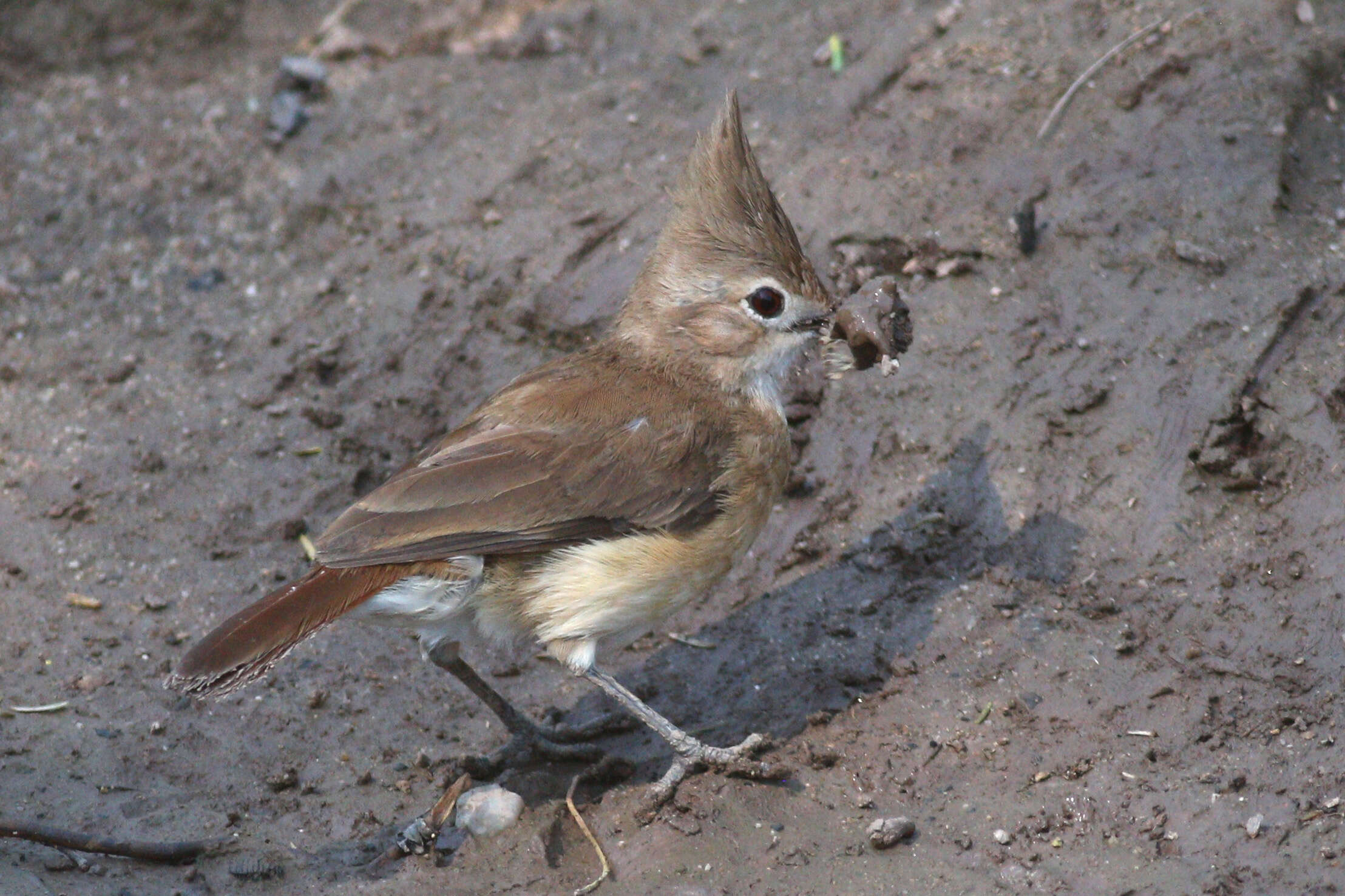 Image of Crested Hornero