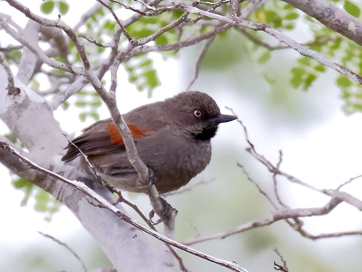 Image of Red-shouldered Spinetail