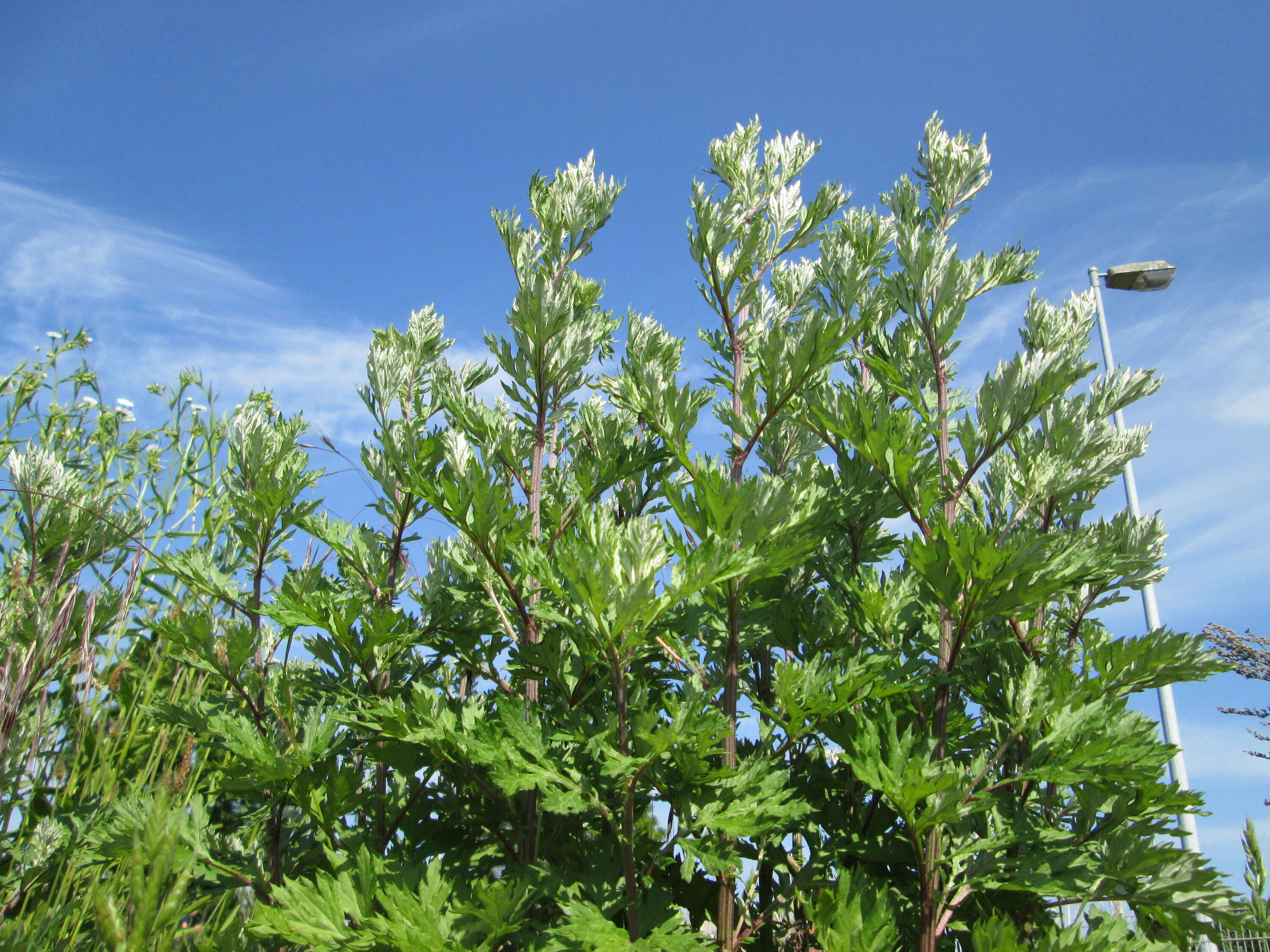 Image of common wormwood