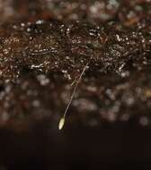 Image of Brown's tetrodontium moss