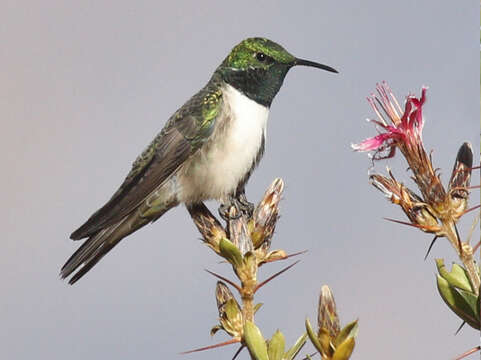 Image of Andean Hillstar