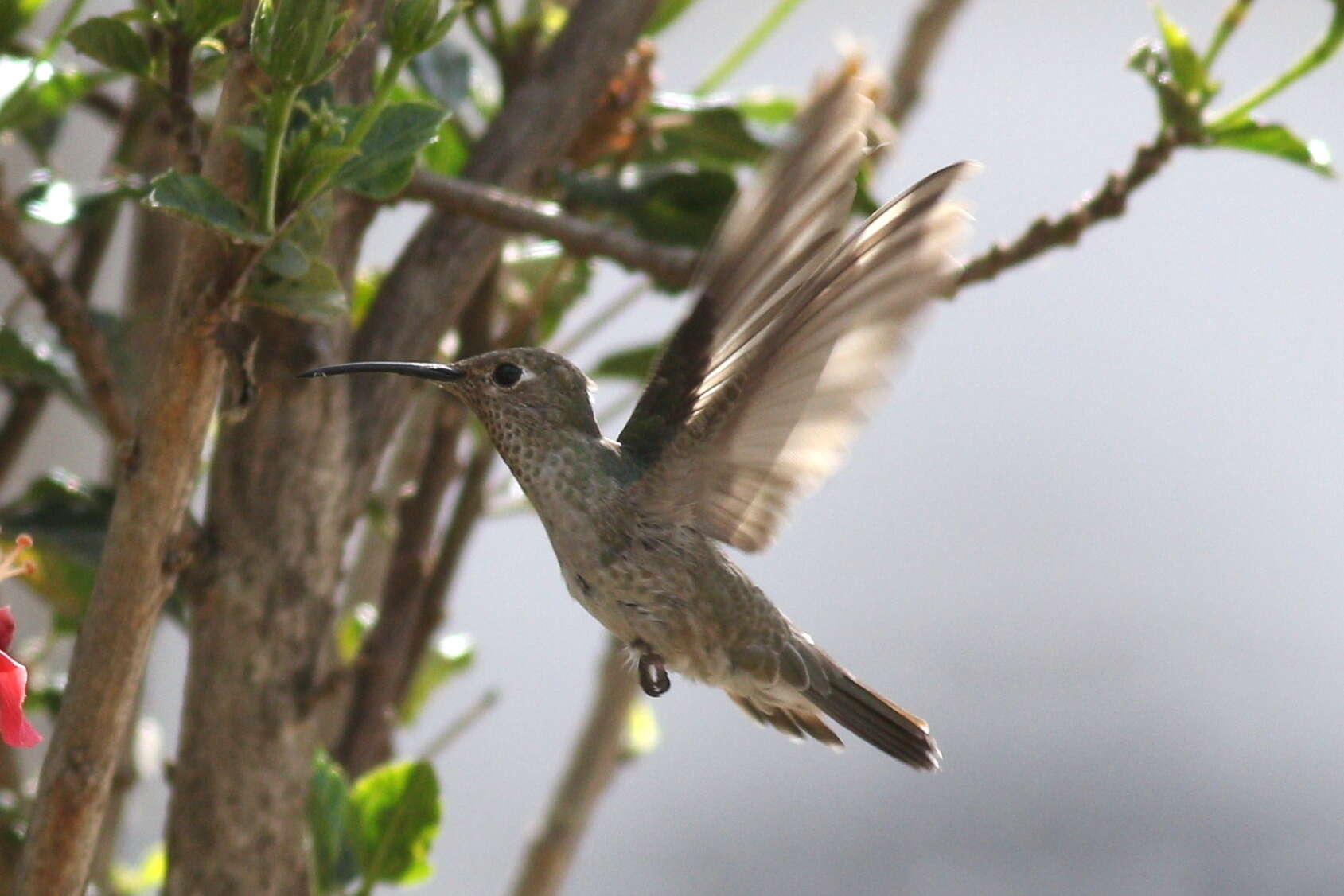 Leucippus taczanowskii resmi