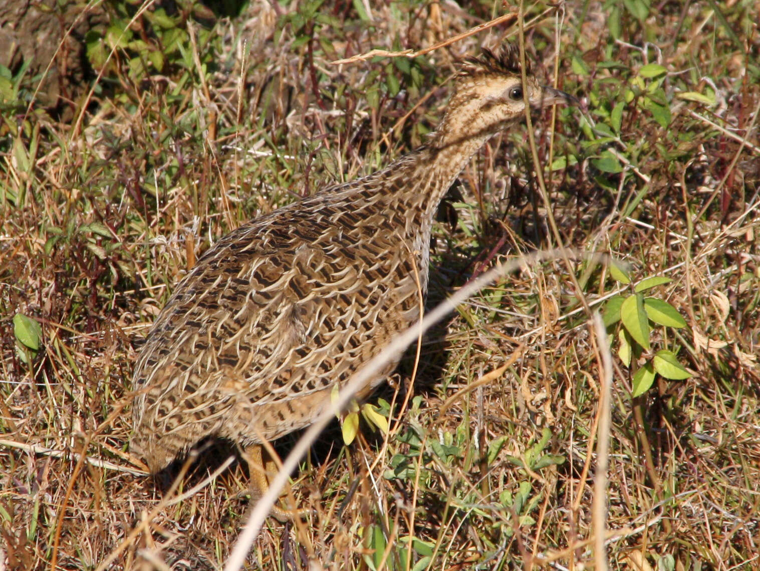 Image of Chilean Tinamou