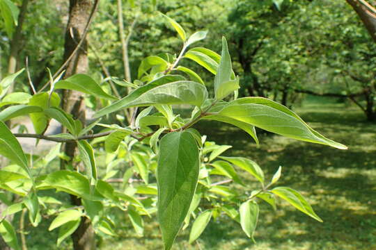 Image de Cornus drummondii C. A. Mey.