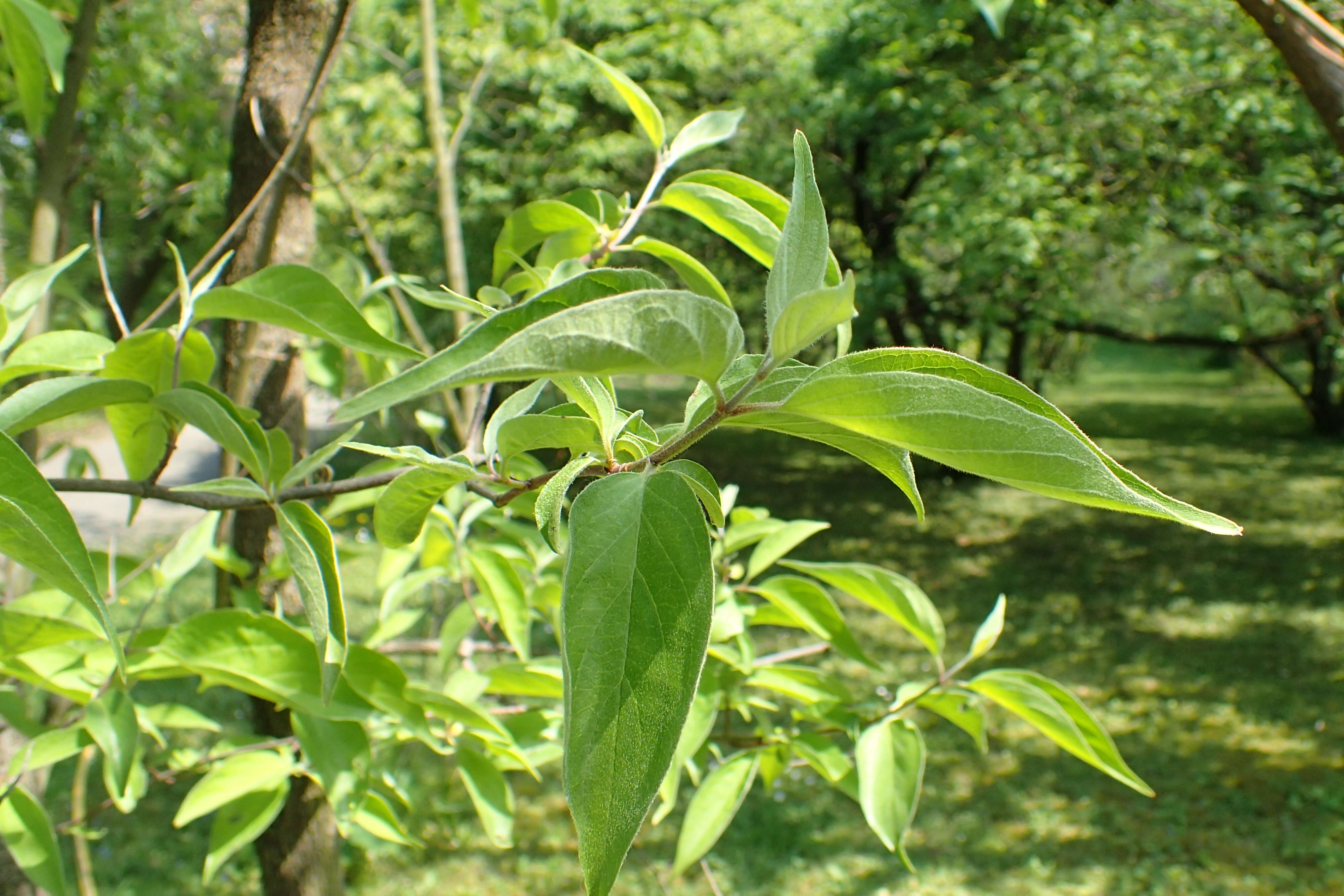 Image of roughleaf dogwood