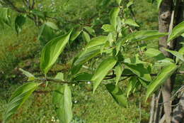 Image of roughleaf dogwood