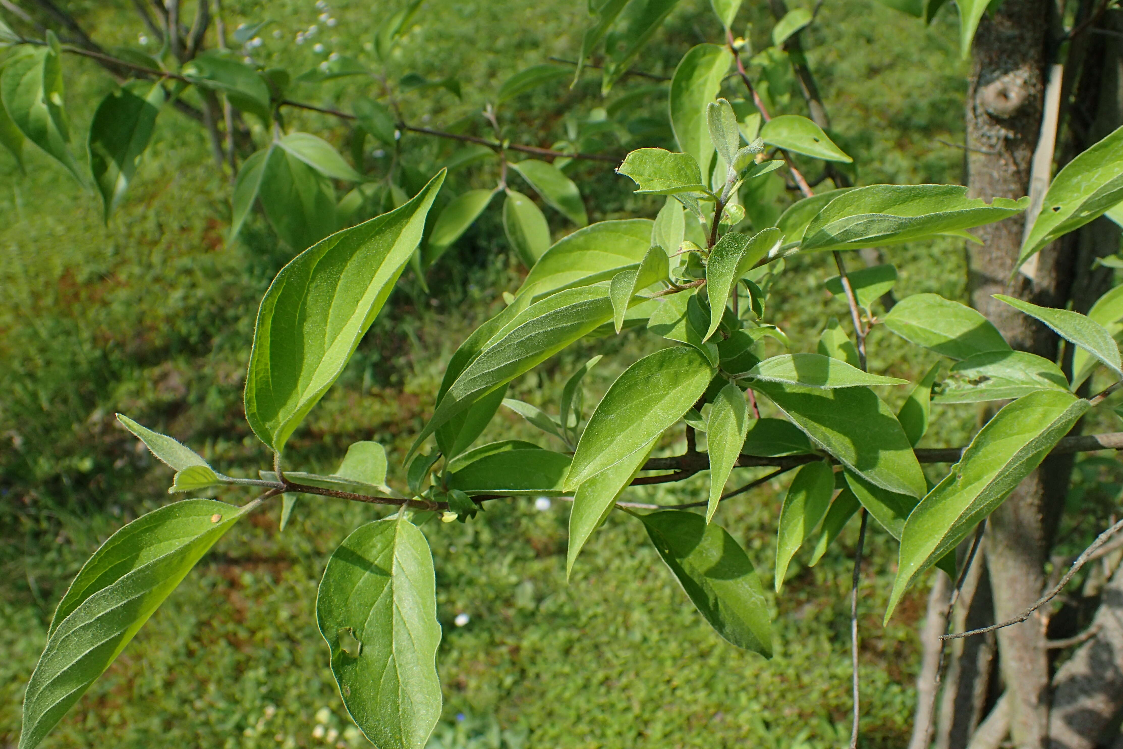 Image of roughleaf dogwood