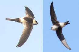 Image of Andean Swift