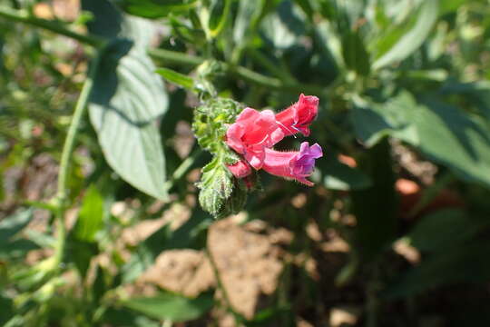 Image of Echium stenosiphon Webb