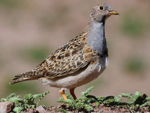 Image of Gray-breasted Seedsnipe