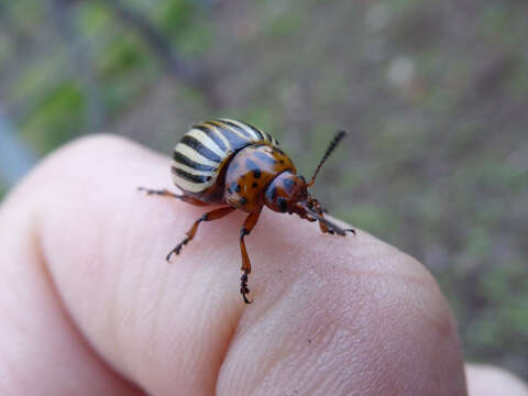 Image of Colorado potato beetle