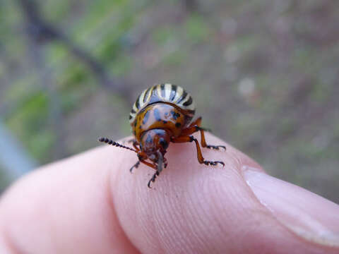 Image of Colorado potato beetle