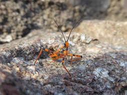 صورة Rhynocoris iracundus (Poda 1761)