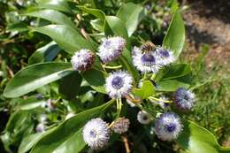 Image of Globularia amygdalifolia Webb