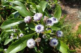 Image of Globularia amygdalifolia Webb