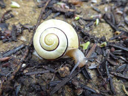 Image of Brown Lipped Snail