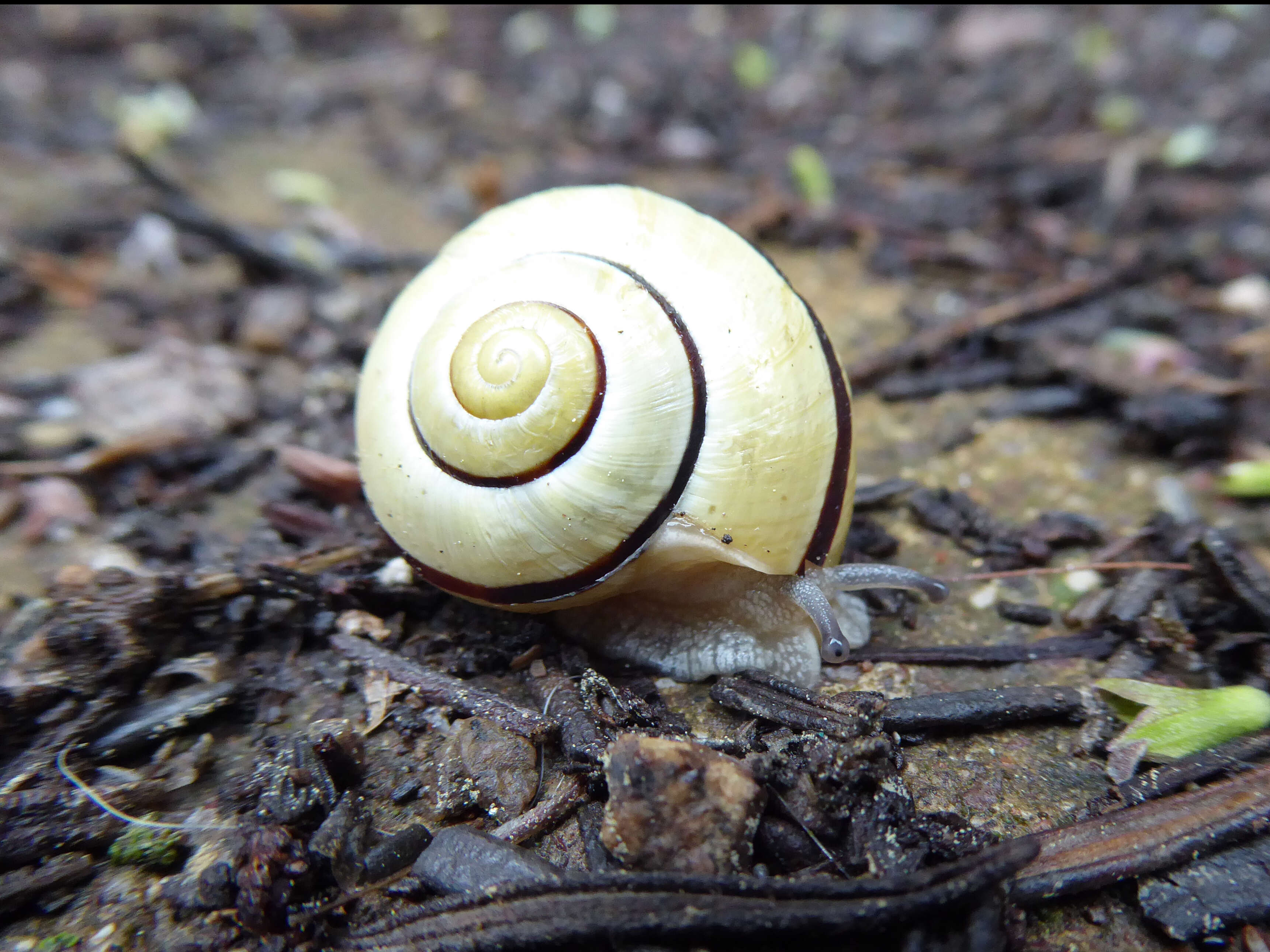 Image of Brown Lipped Snail