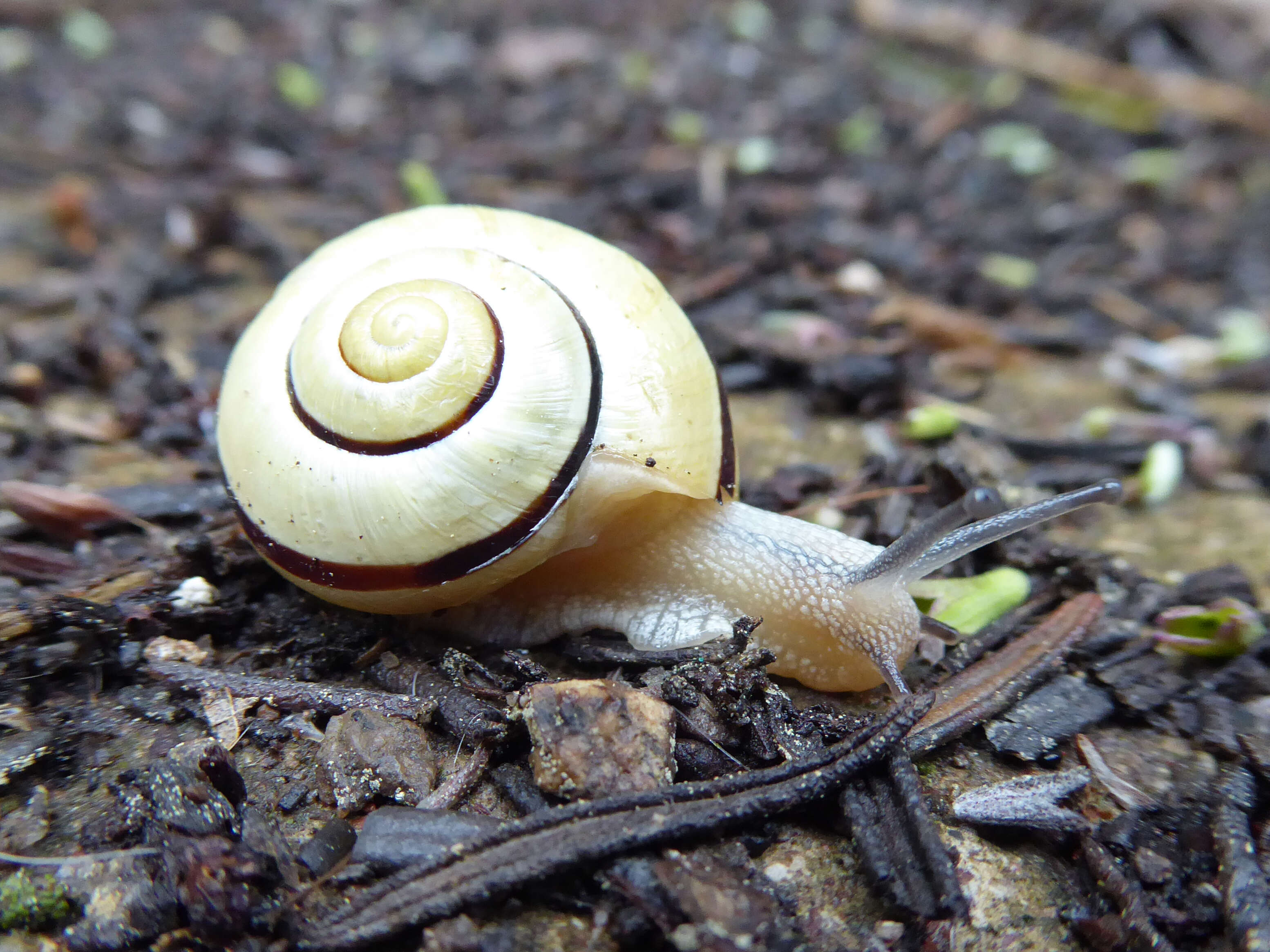 Image of Brown Lipped Snail