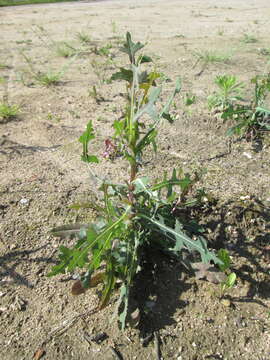 Image of prickly lettuce