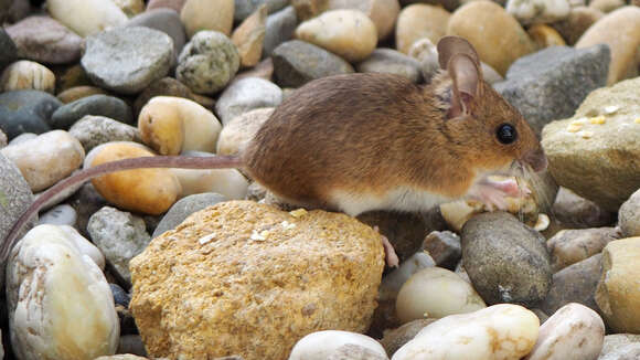 Image of wood mouse, long-tailed field mouse