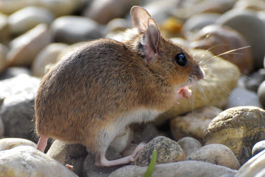 Image of wood mouse, long-tailed field mouse