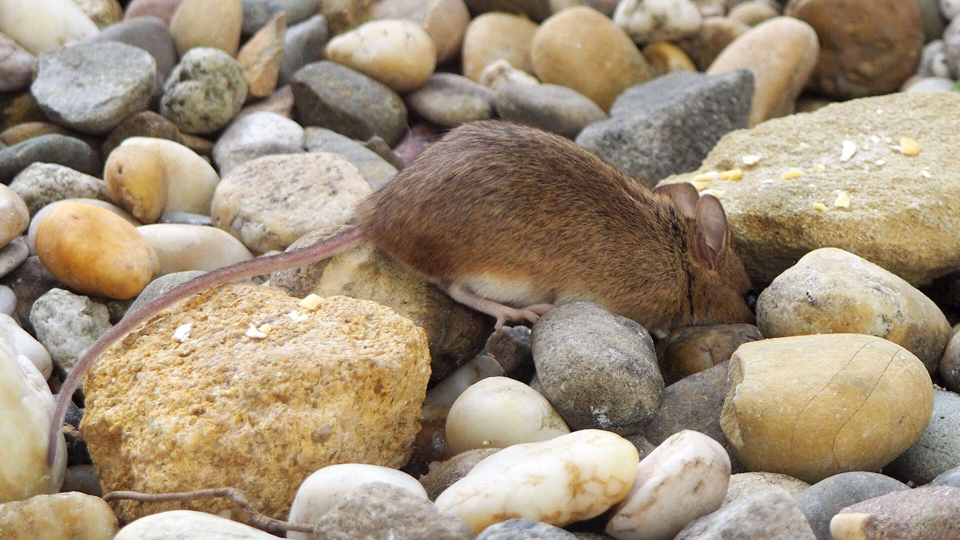 Image of wood mouse, long-tailed field mouse