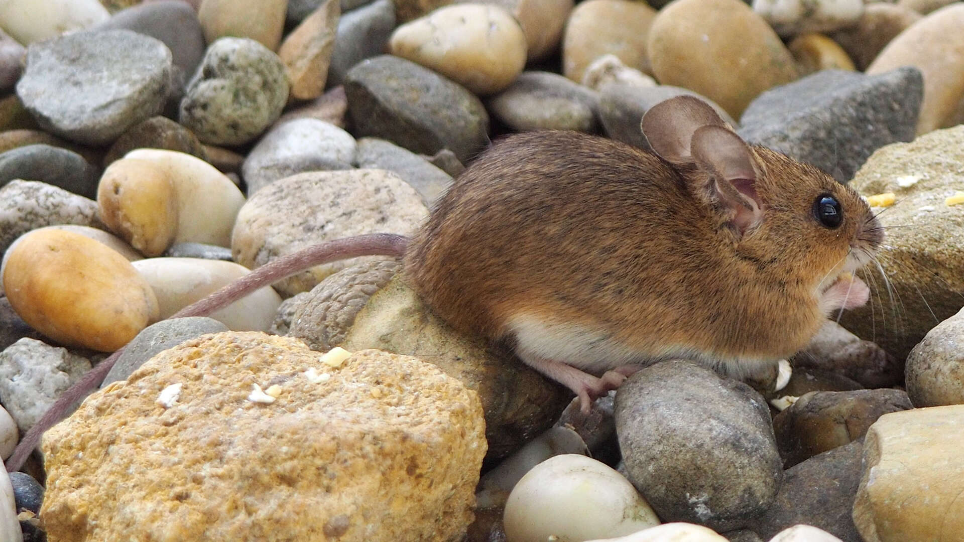 Image of wood mouse, long-tailed field mouse