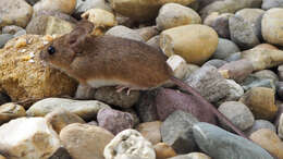 Image of wood mouse, long-tailed field mouse