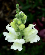 Image of garden snapdragon