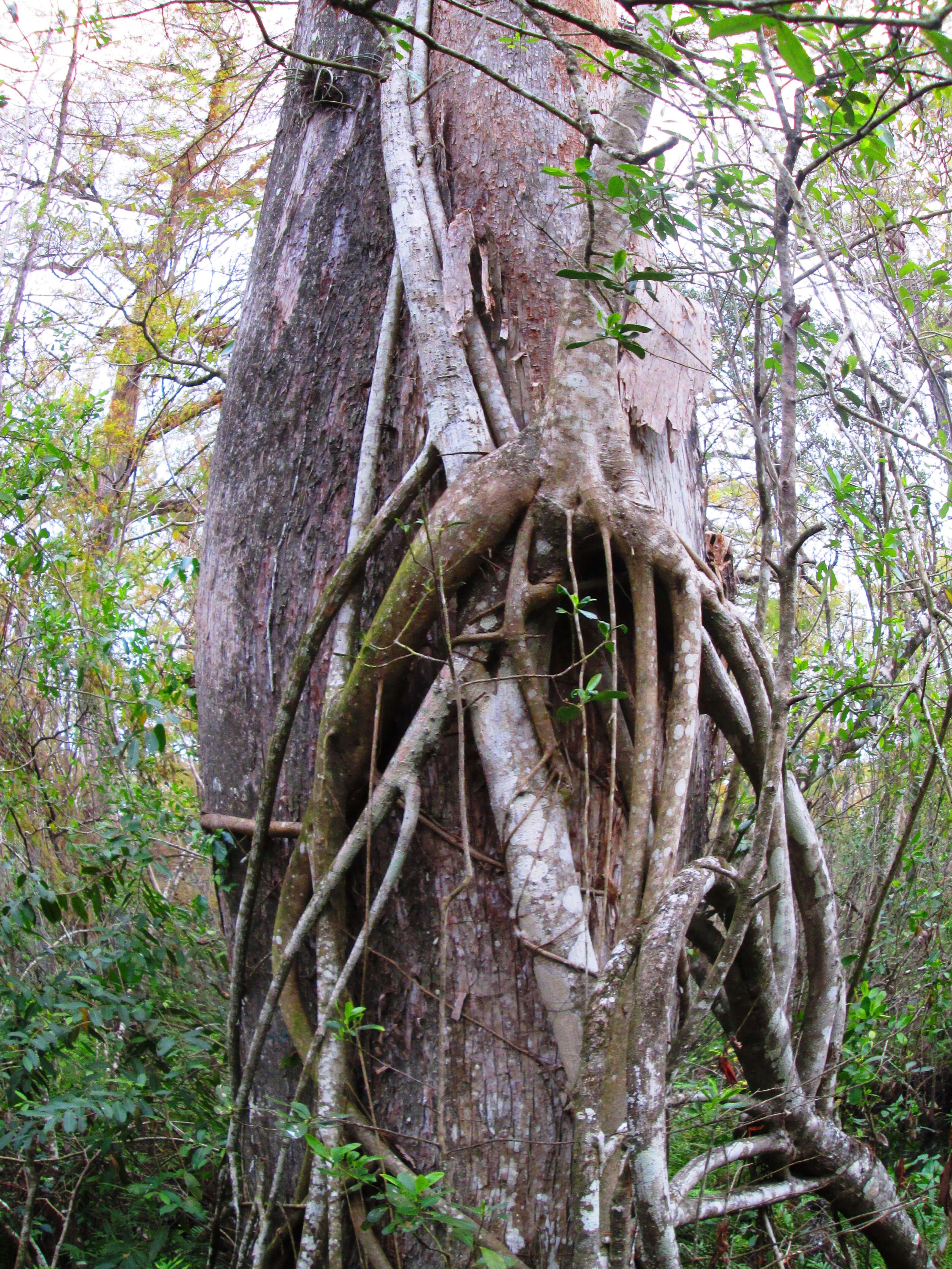 Ficus aurea Nutt.的圖片