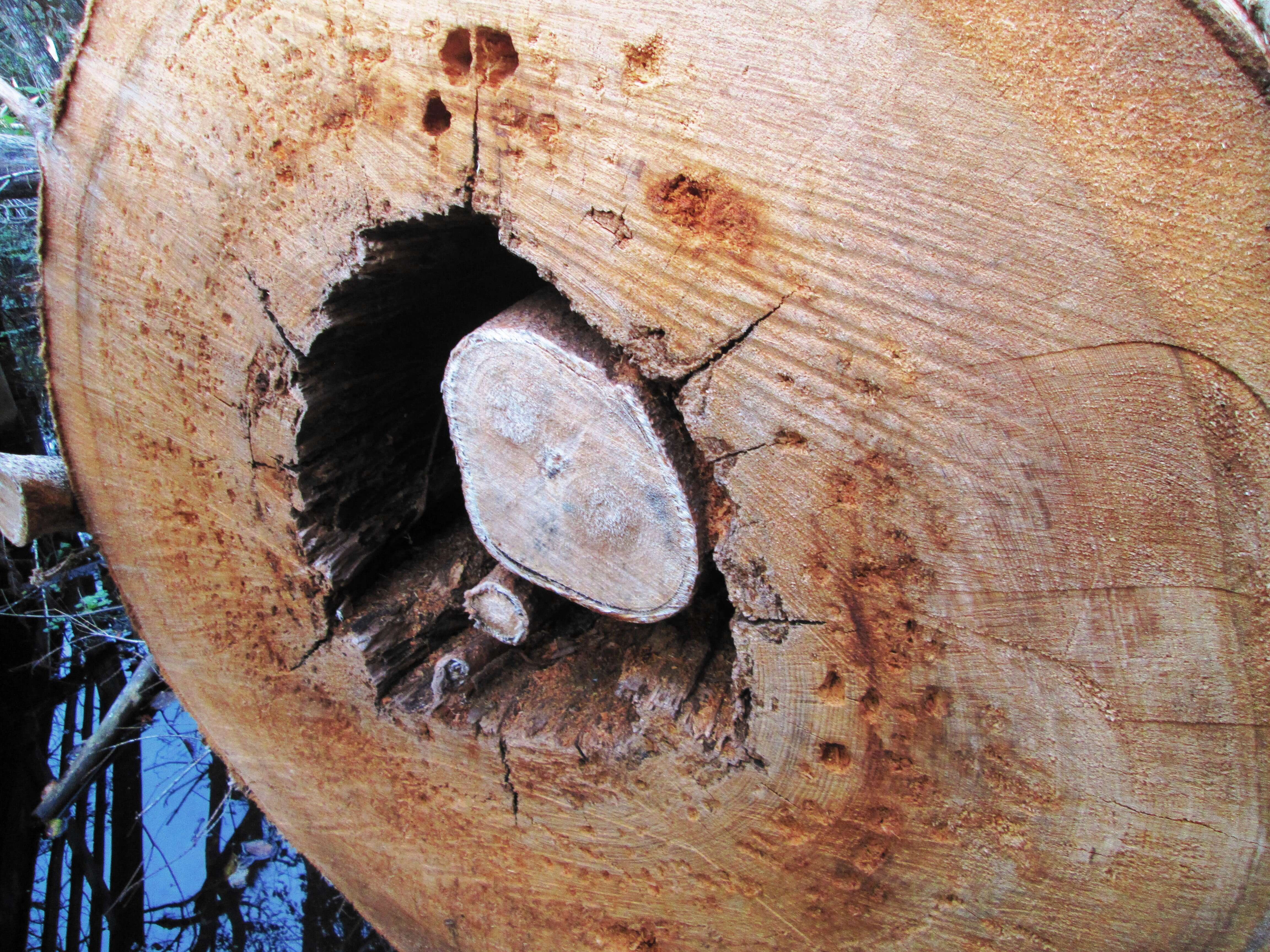 Image of Florida strangler fig