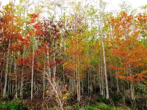 Image of Pond-Cypress