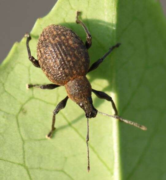 Otiorhynchus (Otiorhynchus) armadillo (Rossi 1792) resmi