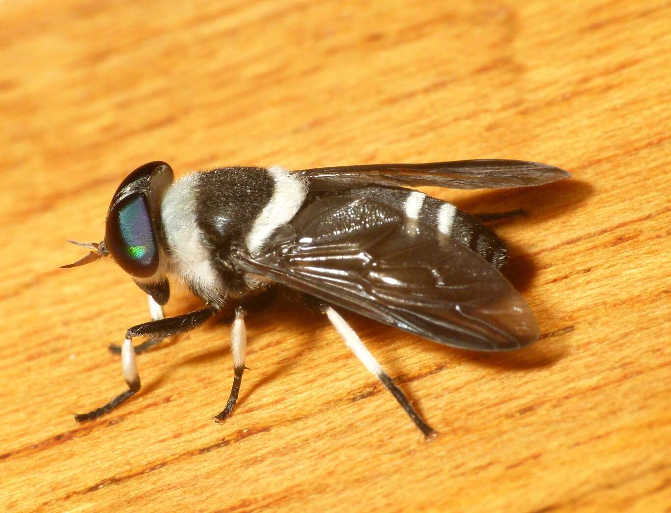 Image of horse and deer flies