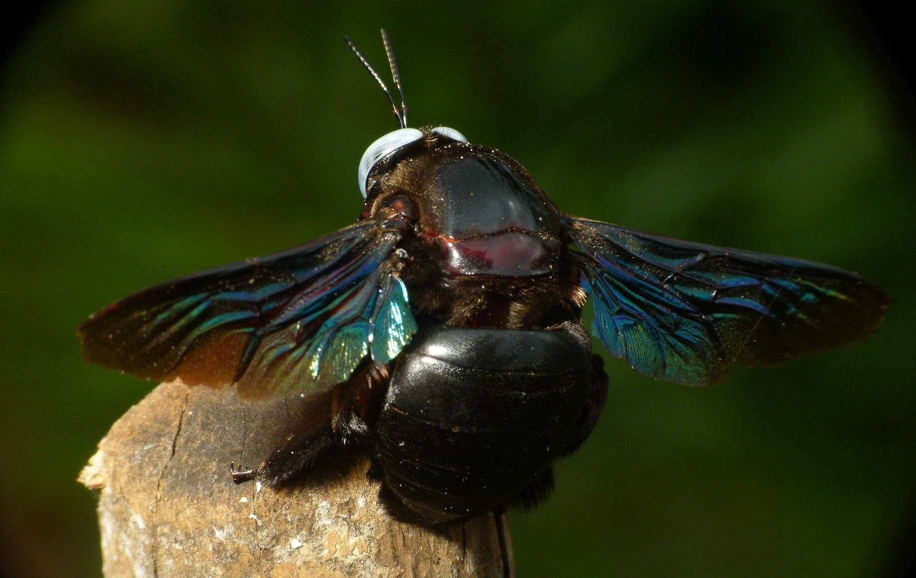 Image of large carpenter bee