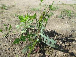 Image of prickly lettuce