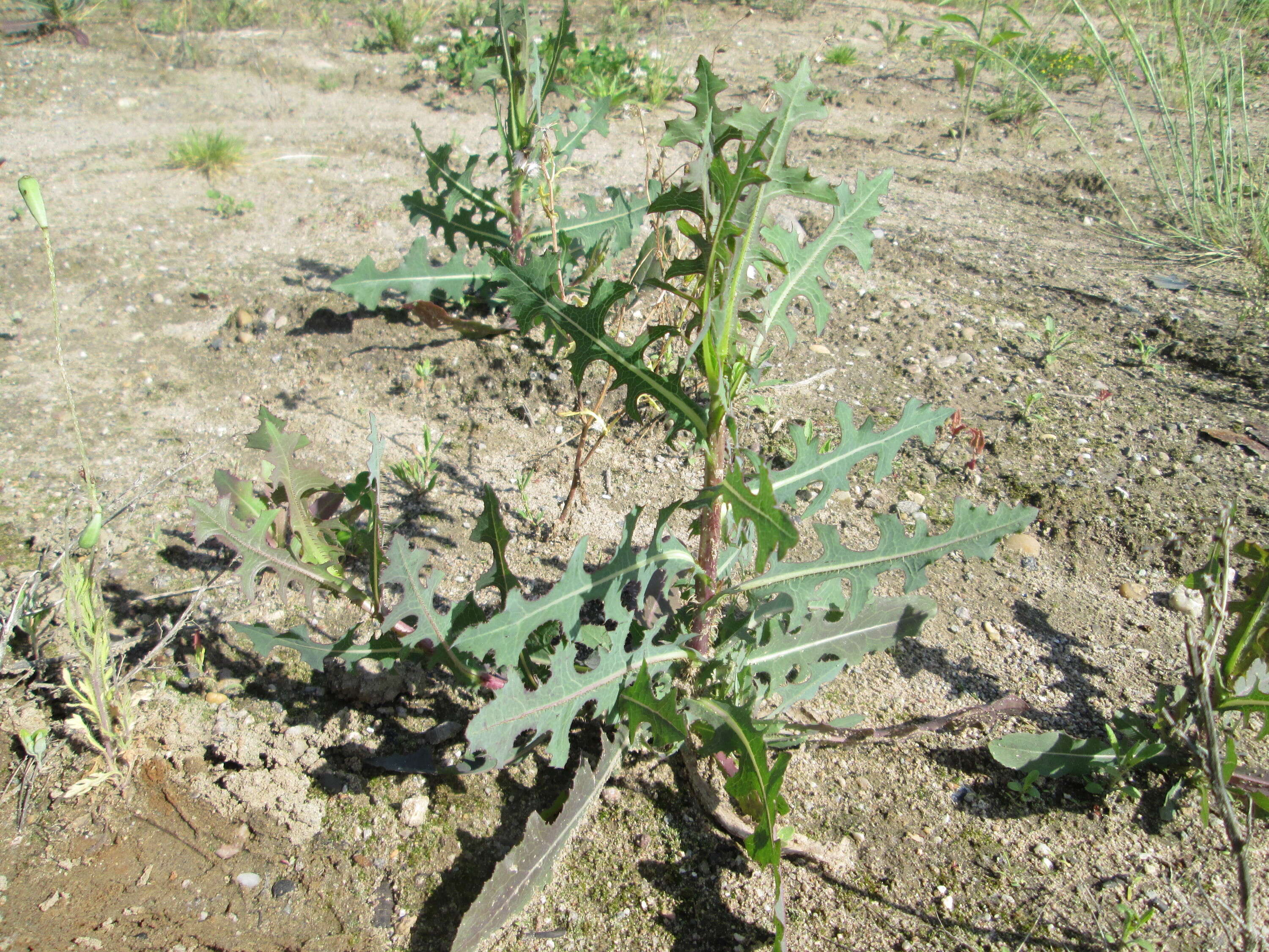 Image of prickly lettuce