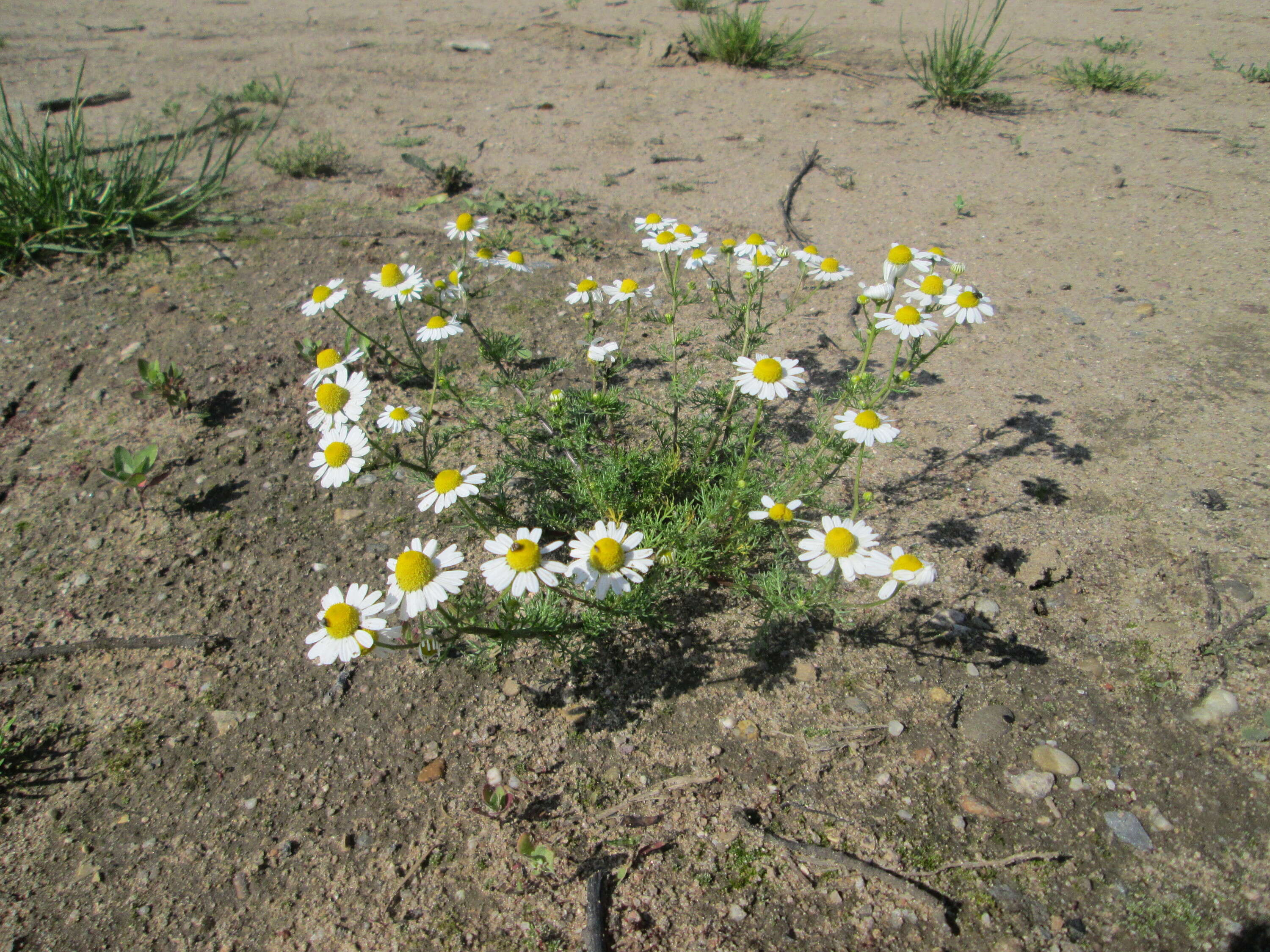 Image of scentless false mayweed